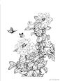 花鸟白描素材 ​​​​