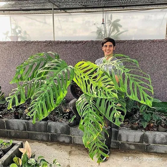 巨洞龟背竹 Monstera Epipremnoides -花瓣网