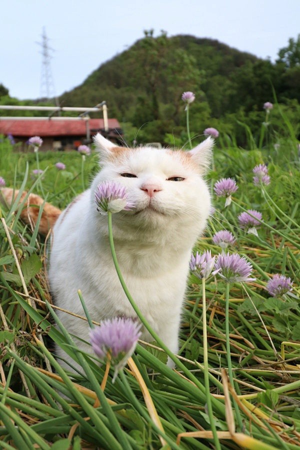 2017.06.27 あさつきの花 〈植...