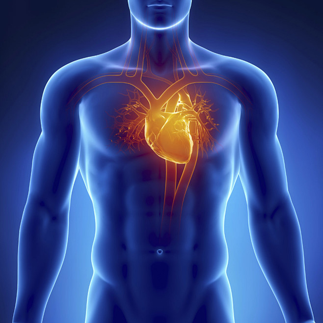 男性心脏器官图片