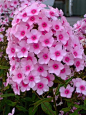 Garden phlox 草夹竹桃