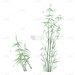 中国风-植物元素-竹子