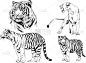 矢量绘图不同的捕食者, 老虎狮子猎豹和豹子是用手写的墨水画的, 没有背景的物体