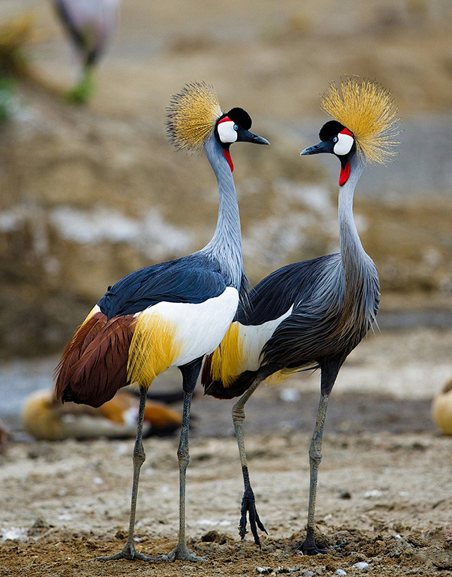 鹤形目鹤科灰冠鹤