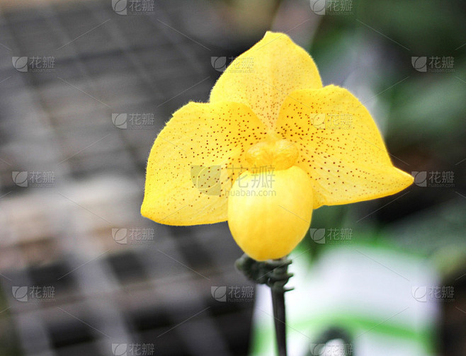 五彩缤纷的花朵黄兰或兜兰在花园里同色绽放，自然的观赏性图案在背景上