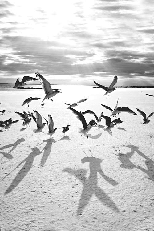 Seagulls.