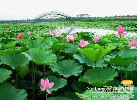 旅游,新城视点：白洋淀周末特价游 划舟赏...