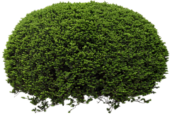 谢牛牛66采集到Z-植物贴图