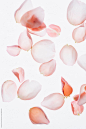 Rose petals by Kristin Duvall for Stocksy United