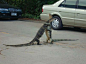 巨蜥在街道中間忙著擁抱！