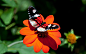 2560x1600 Wallpaper butterfly, flower, flight, wings