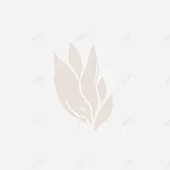 手绘樱花免扣墨水钢笔花卉插画典雅装饰包装设计图形 钢笔 元素 免抠png 设计图片 免费下载 页面网页 平面电商 创意素材