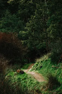 森林高清摄影素材