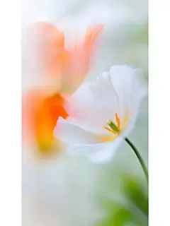 小清新花朵壁纸分享 - 小红书