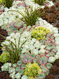 Succulent Sedum Perfect for Rock Gardens: 