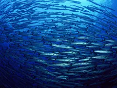 海底世界桌面高清壁纸桌面壁纸2