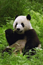 熊猫 #野生动物#