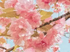 唯美壁纸、手机壁纸、插画、云朵、樱花、小清新、油画风格