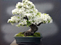 小春光～ via：boredpanda.com/amazing-bonsai-trees
