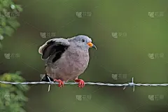 哇哇叫Ground-dove