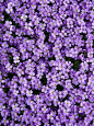  花 植物花卉 那一抹紫色浪漫