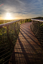 园林景观网-南非：“非洲树蛇”桥-景观建筑