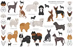 友谊,哈巴狗,小的,分离着色,可爱的,轮廓,宠物,纯种犬,收集,设计