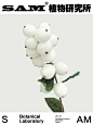 雪果｜Symphoricarpos Sinensis Rehd.
Symphoricarpos Sinensis Rehd.
-
忍冬科毛核木属直立灌木。