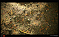 Forest Ground - Substance Designer - by Jonathan BENAINOUS, Jonathan BENAINOUS : Here is my latest material study fully made with Substance Designer and rendered in Marmoset Toolbag 3.

The goal of this project was mainly to try out the brand new set of n