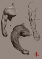 Some Arm Studies by ~FUNKYMONKEY1945 on deviantART