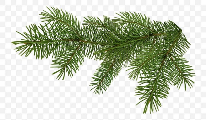 松树叶子松树叶松树枝