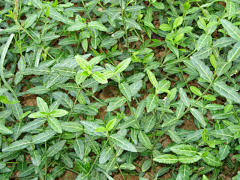LJC0214采集到植物品种意向