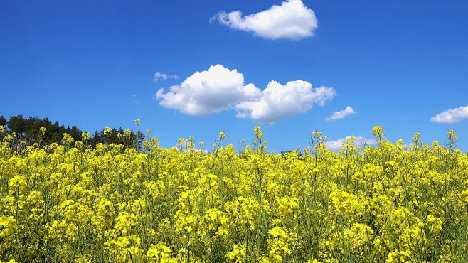 美丽的山水与油菜