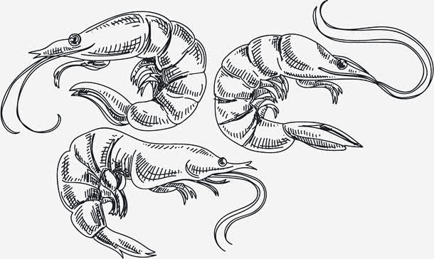 虾矢量图_新图网 https://ixi...