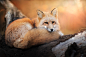 Autumn fox