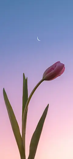 花 月牙儿 手机壁纸