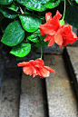 ︶ε╰✿、花、草、flower、Nature、花草植... - 白_Bai.com