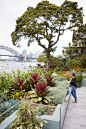 Lavender Bay • Outdoor Establishments : Lavender Bay FRAMED VIEWSWe acknowledge the Cammeraygal people, the traditional …