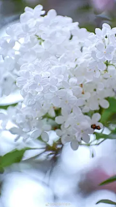 有香气的壁纸，白色丁香
#遇见美好时光##2020，我的春天##你好春天##最南京，全民拍# ​​​#随手拍最美春天##遇见春光# ​​​​