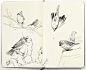Bovine Sketches, Jens Claessens : Bovine Sketches by Jens Claessens on ArtStation.