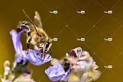 蜜蜂 花粉 授粉 花卉背景 自然 花园 花 花壁纸 薰衣草