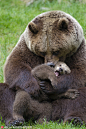摄影师拍摄瑞典棕熊母子草地嬉戏 画面好温馨 : 草地上，一头棕熊妈妈抱着它的幼崽嬉戏打闹，熊妈妈轻咬熊宝宝的脖子。