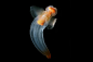 北冰洋的美丽水母




 							橘红色水母：科学家在不同水域六次发现了这种橘红色水母，体长可以达到15厘米。这种水母醒目的橘红色可能是因为其食用橘红色虫子所导致的。
							




								红唇水母：这一红唇水母学名cydippid ctenophore，在北冰洋水下1300米到2400米之间很常见。
							




								亮红色水母：这种名叫crossota millsae的水母呈亮红色和紫色，在加利福尼亚州和夏威夷海......