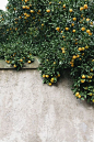 Lemon tree | Image via Nicole Franzen Photography