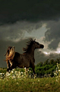 Amazing Photographs of Horses | 20+ pictures | Most Beautiful Pages