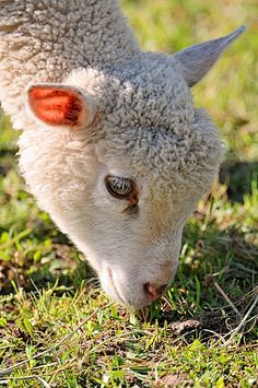 SHEEP