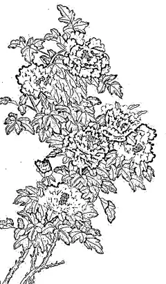 牡丹白描  - 源文件下载【酷图网】工笔花鸟,手绘花鸟,中式背景墙,国画花鸟,花鸟背景墙,新中式,中式,现代中式,新中式花鸟,工笔梅花,手绘梅花,国画梅花,梅花,花鸟图,花鸟画,花鸟,设计