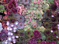 Wall of succulents. At Flora and Grubb Nursery in San Francisco, California. September, 2009.