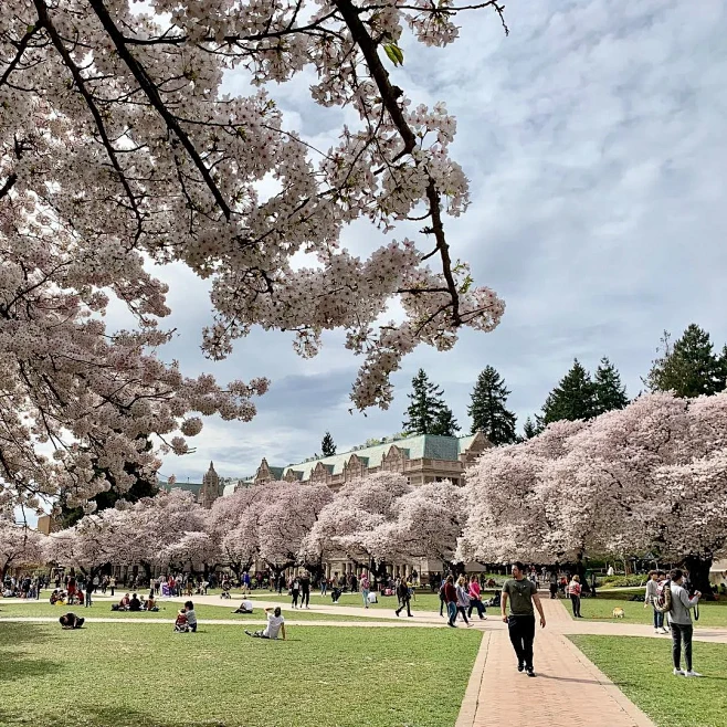 赏樱成为一个全球现象---华盛顿大学樱花...