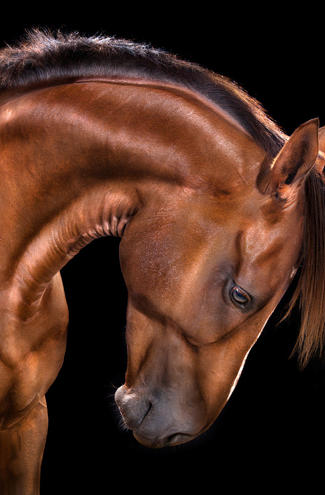 All the Wild Horses ...